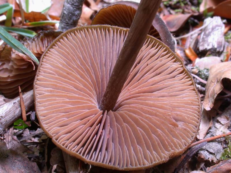 Entoloma hirtipes